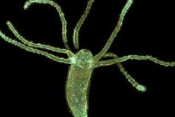 Kraken ссылка тор 2krnk biz kraken17ate pro