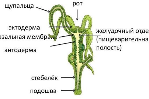 Рабочее зеркало на кракен